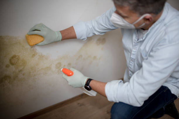 Best Kitchen Mold Remediation in Martha Lake, WA