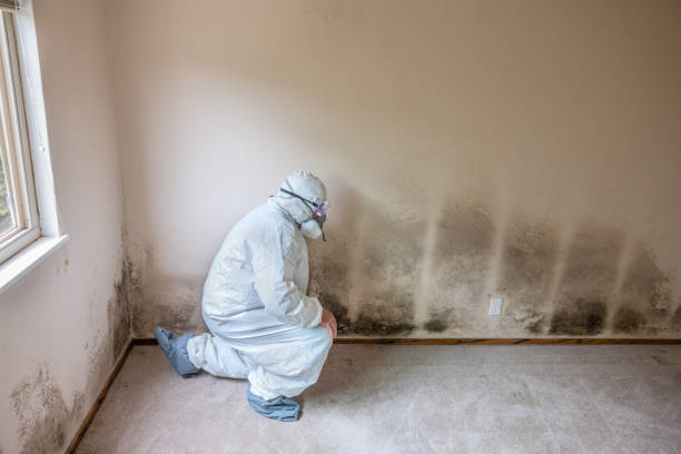 Best Post-Flood Mold Remediation in Martha Lake, WA